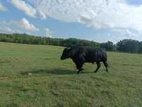 Taur de reproductie Aberdeen Angus