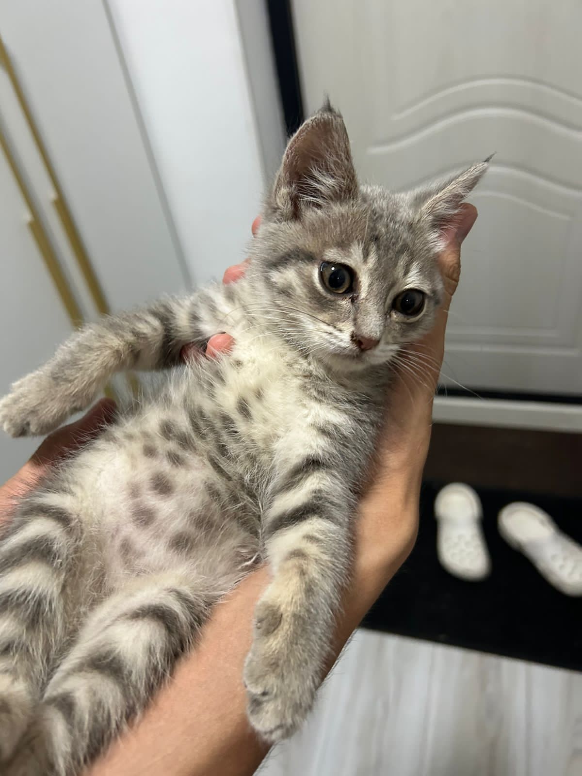 Кошка кот мысықққ