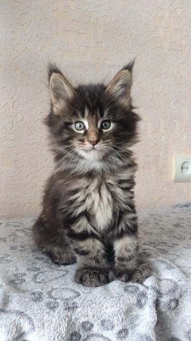 Мейн-Куны. Котята. Полидакты