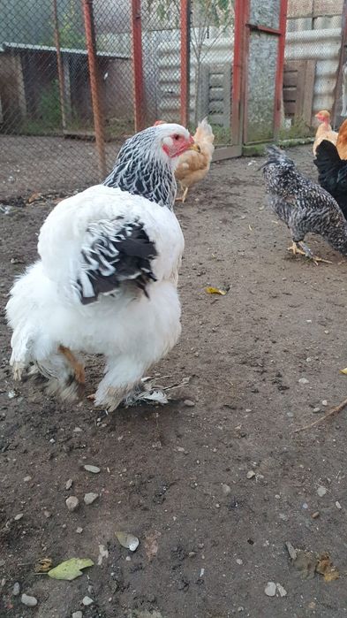 Gaina brahma alb herminat deschis.