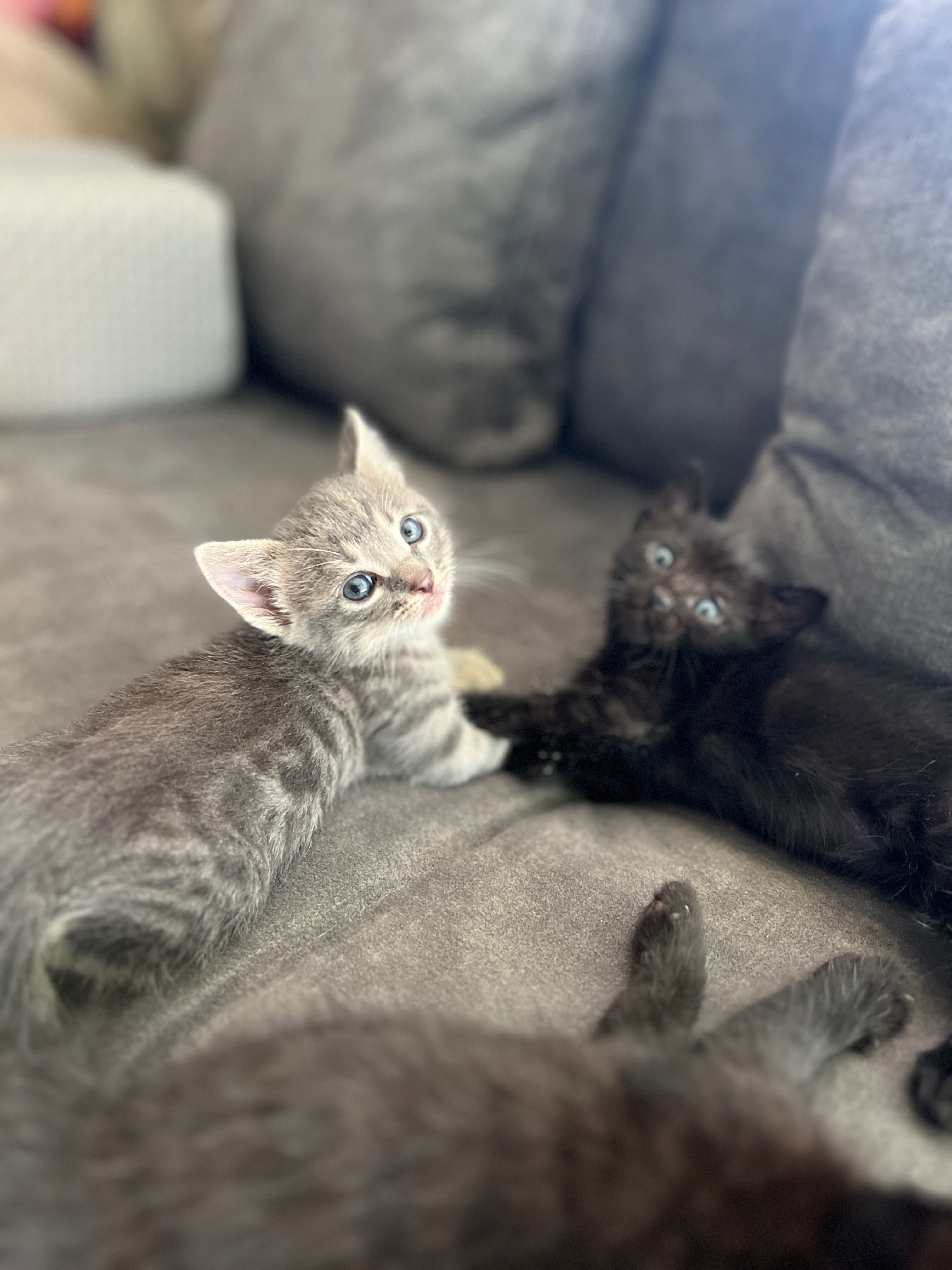 Подярявам малки котенца