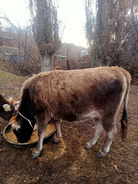 Семіз  кұнажын сатамын