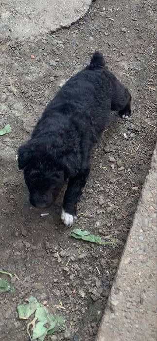 Donez catelusi de intors