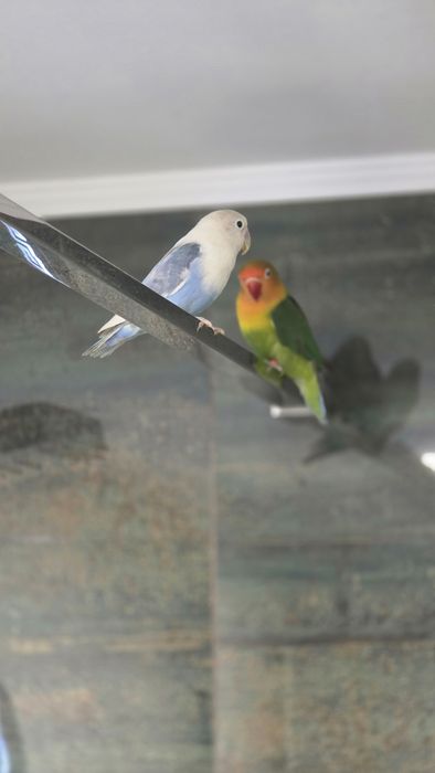 Schimb Agapornis cu Perusi