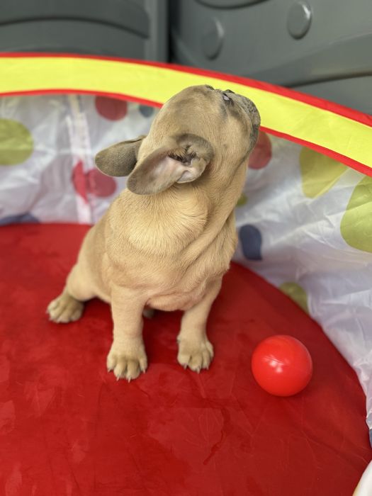 Bulldog Francez Lilac Fawn 3 luni