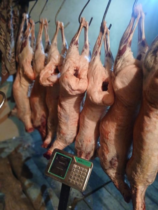 Продам мясо молодого барашка (токты)