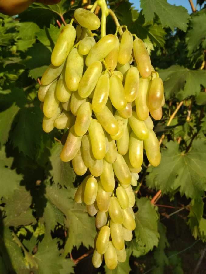 Саженцы винограда Дамский пальчик лучший вкус и большую урожайность