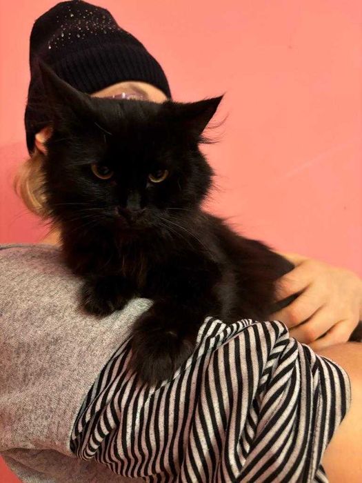 Отдам кошку, стерилизованная