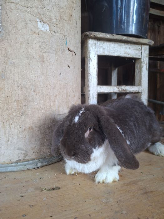 De vânzare mascul si femele berbec german