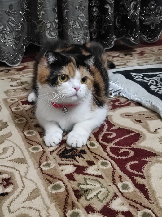 Мушуклар срочно сотилади