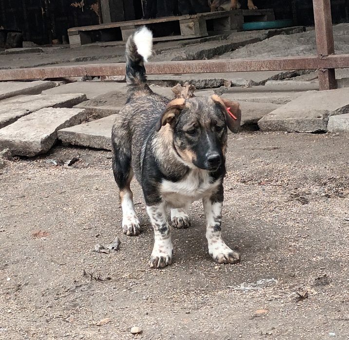 Подарява се бебе Лари