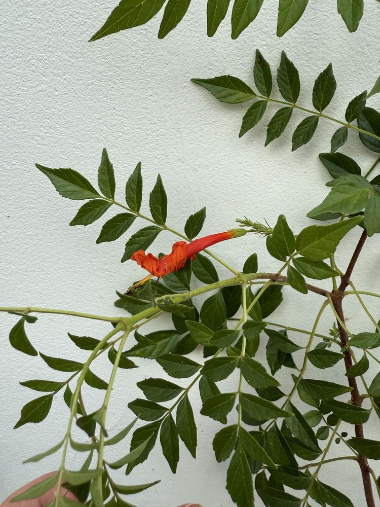 Текомария-Tecomaria capensis
