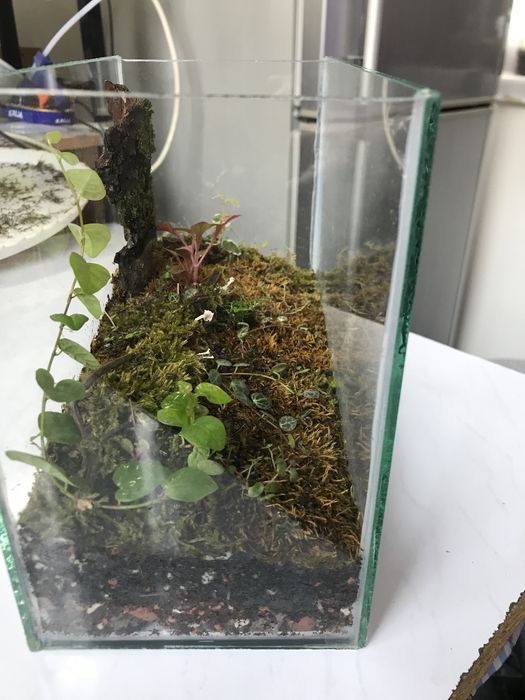 Продам мохариум!