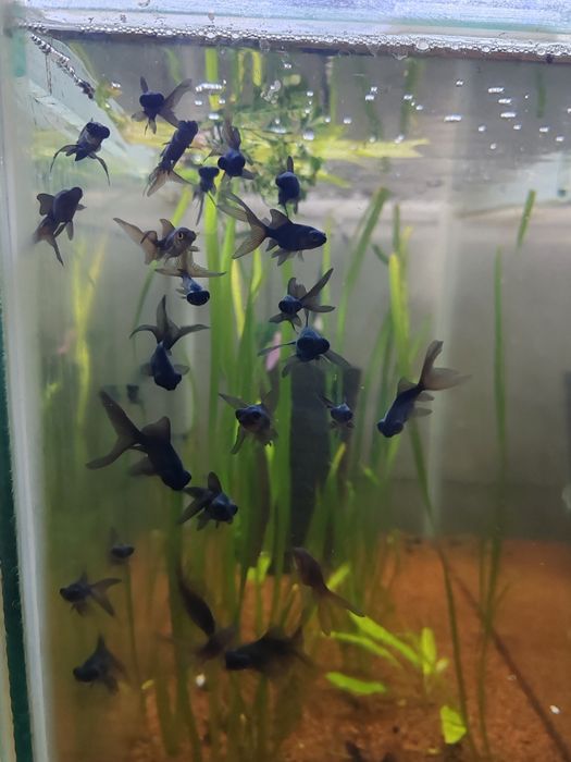 Carasi iaz :aurii, oranda, negru telescopic, calico