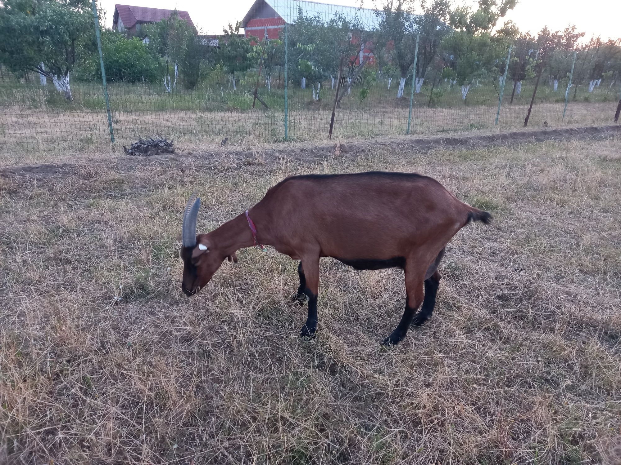 Vând capră alpină