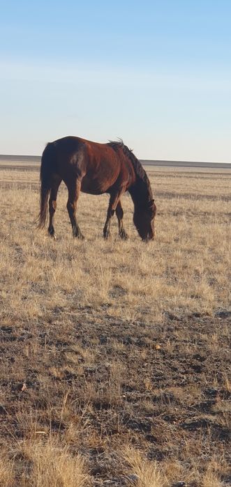 Согым байтал , биелер.