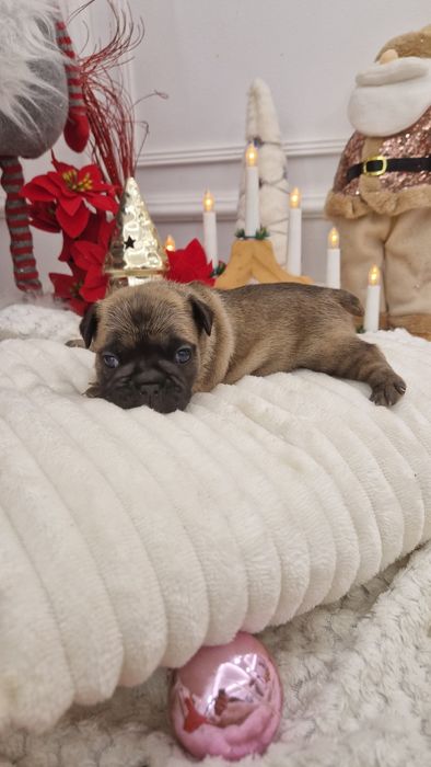 Bulldog Francez Fawn Sable