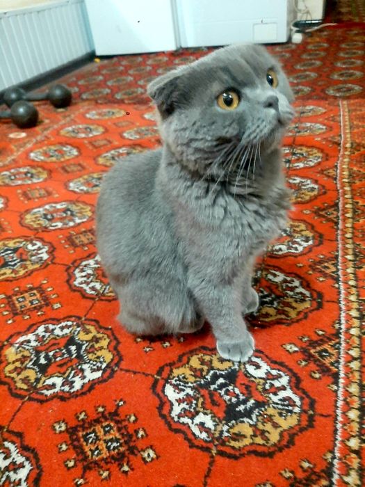 Scottish Fold, sotiladi!