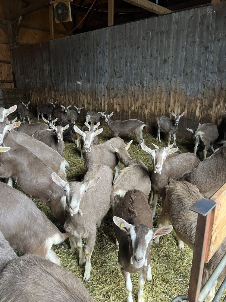 Sannen,Alpin si Toggenburg cu pedigri