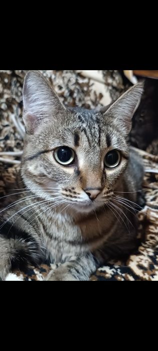 Кот домашний, 3 года