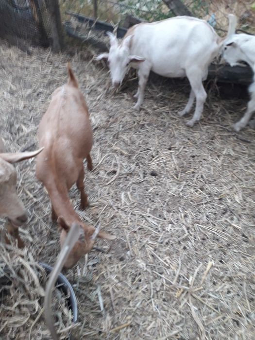 Vând  doi iezi  de rasă  murciana