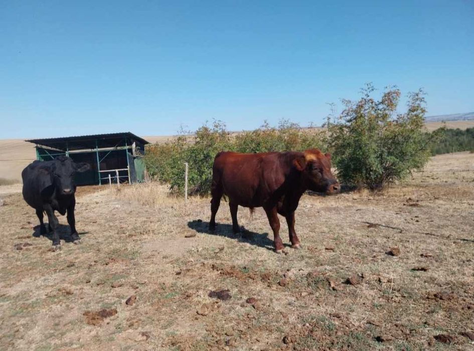 Продавам угоени мъжки телета на живо тегло 6лв/кг