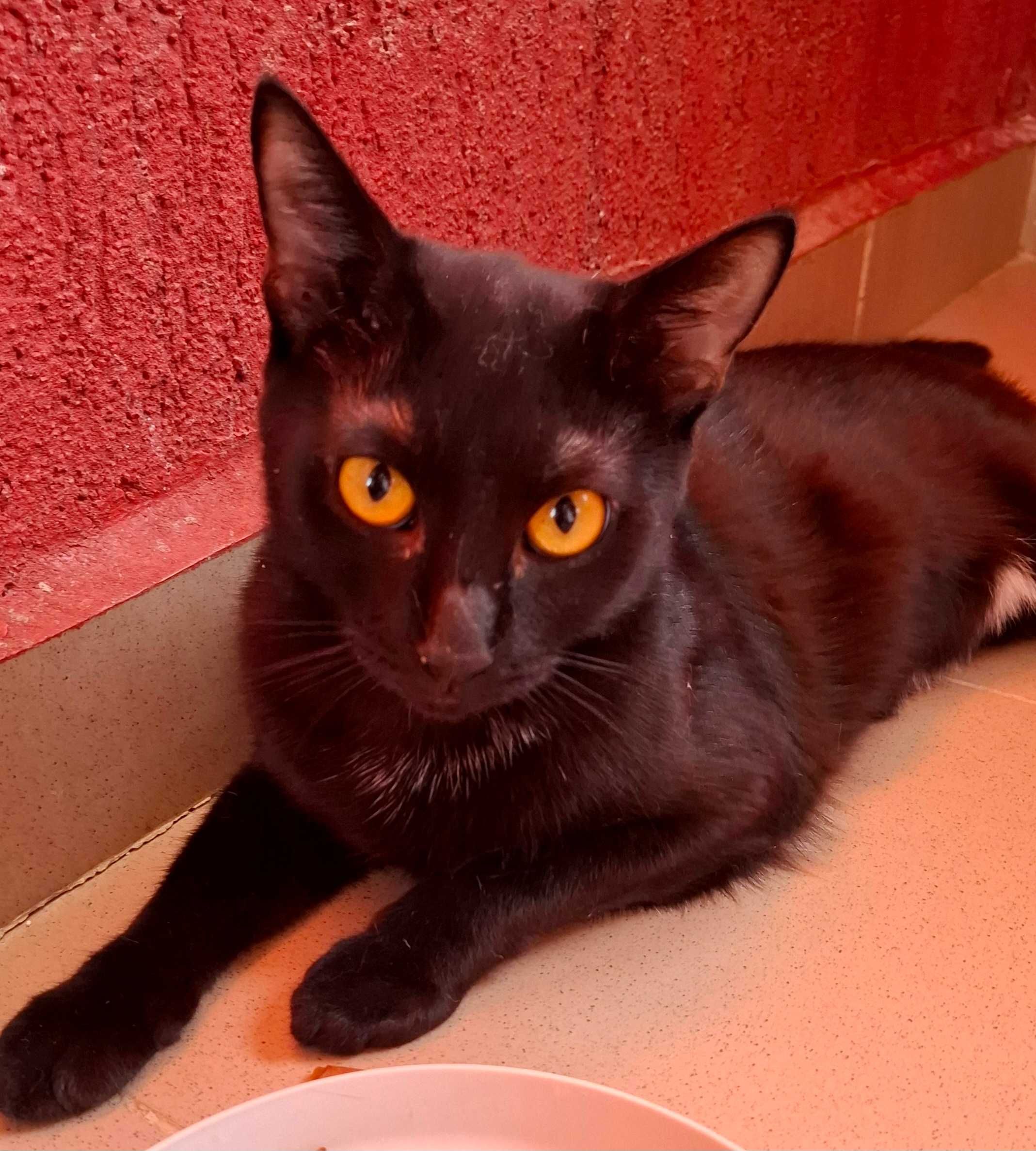 Adoptie pisica neagra castrara