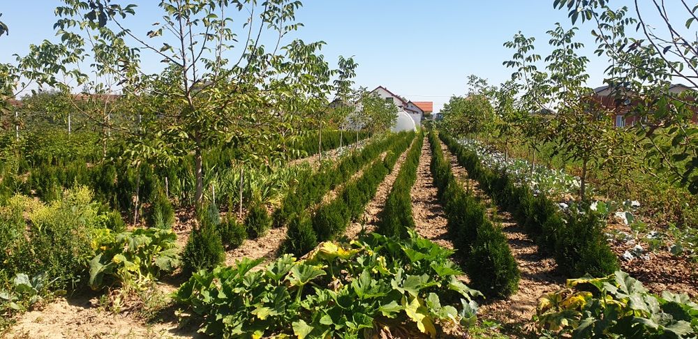 Tuia smaragd 70-150 cm