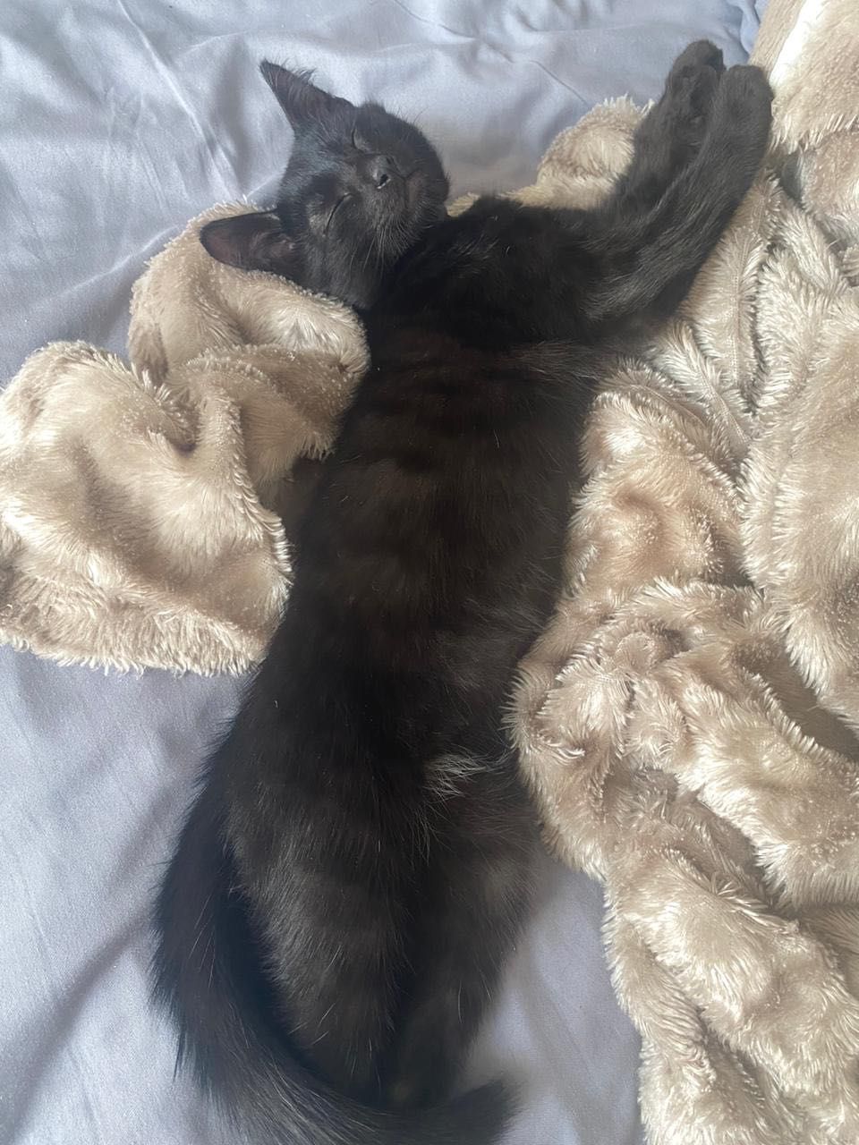 кошечка и котик  2