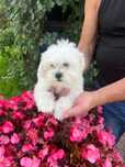 Bichon Maltez alb