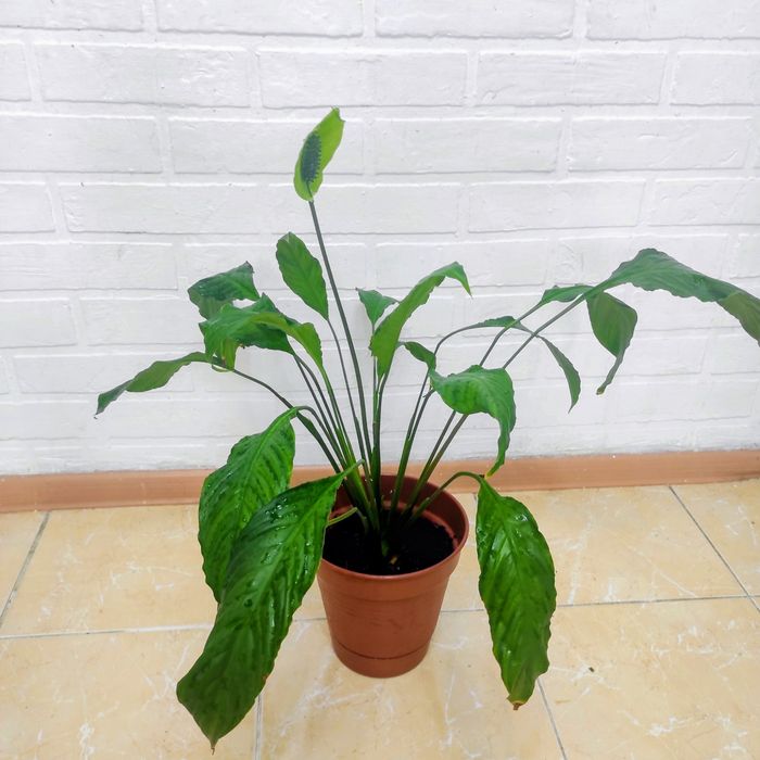 Женское счастье - очиститель воздуха!