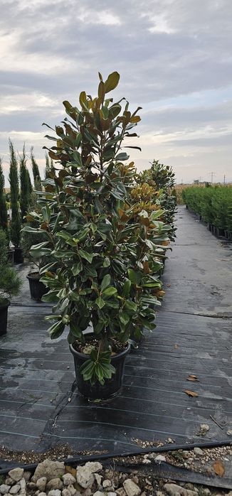 Magnolie glandiflora artar japonez diferite forme din tuia