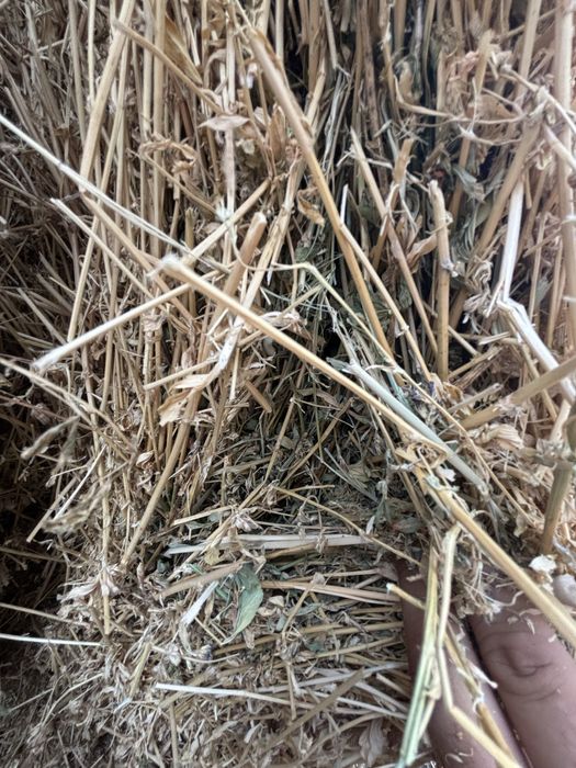 Baloti lucerna rotunzi xxl