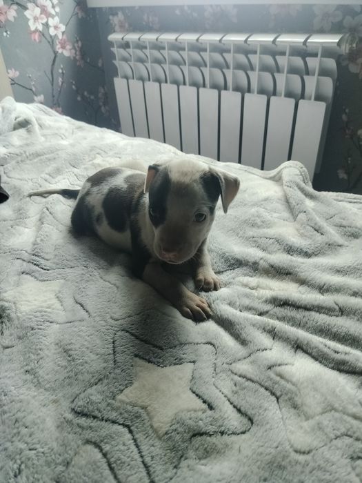 Чистокровные щенки питбульчики