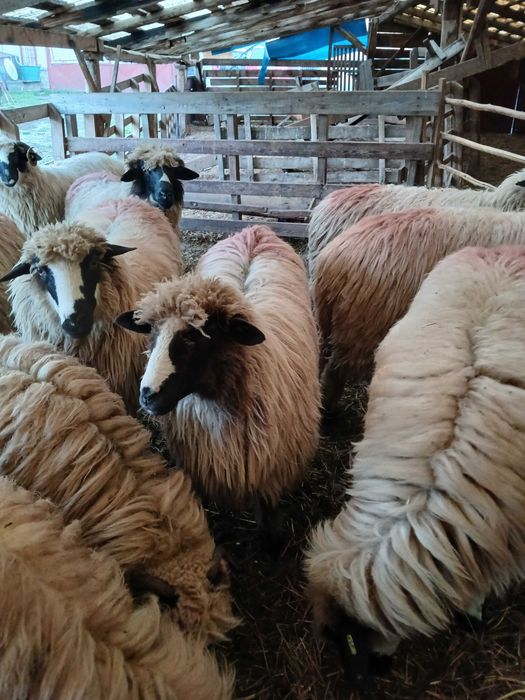 Vand 9 oi breze tinere