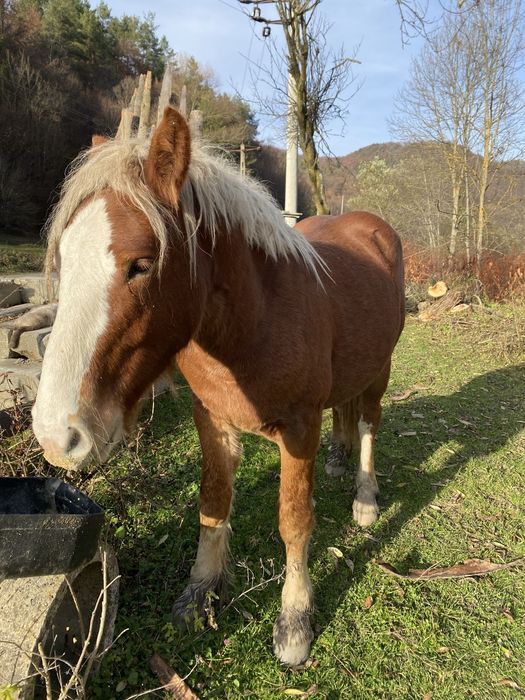 Vand manzul din imagini