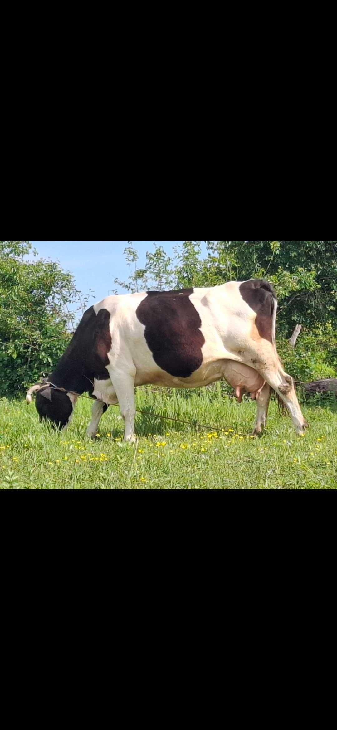 Vand  Vaca  Holstein / Marginenii de Sus /Dambovita
