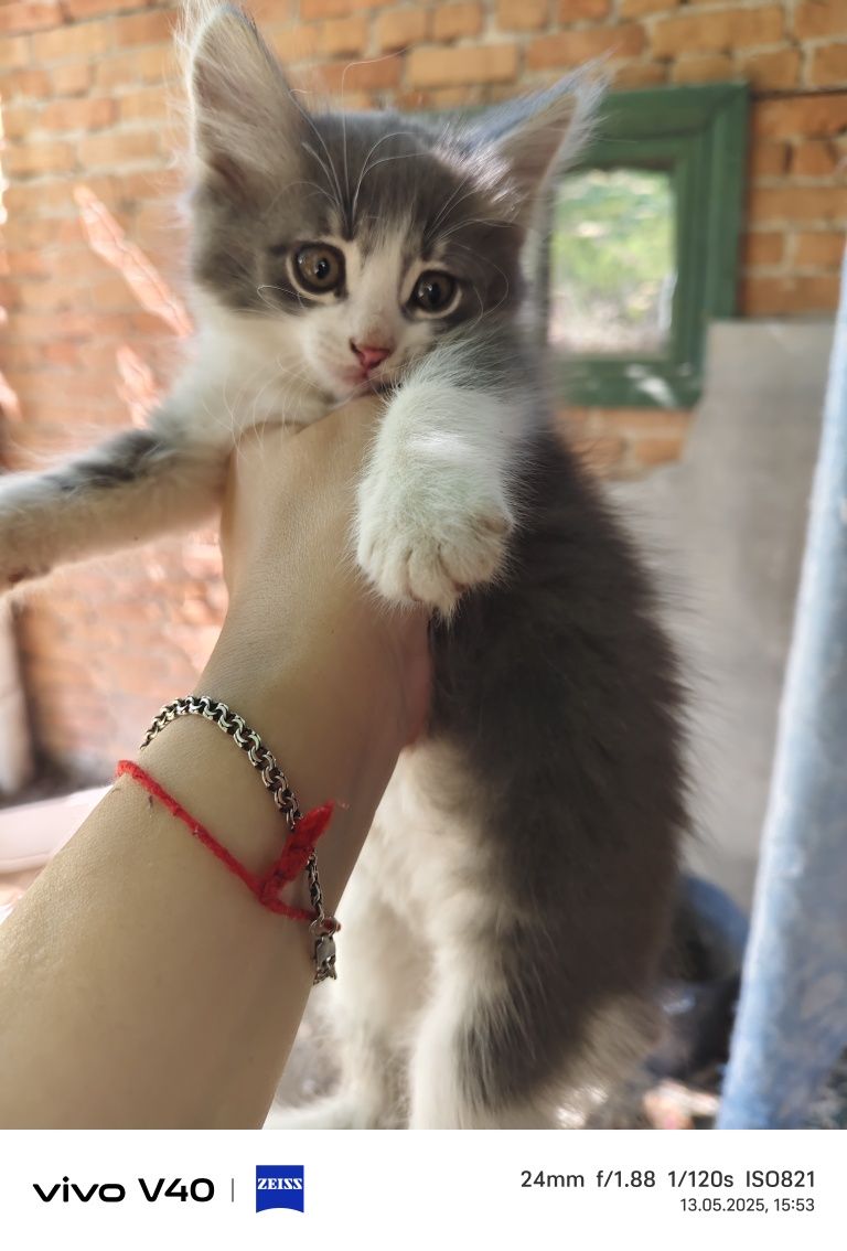 Котята найдёныш два породистых , и два простых