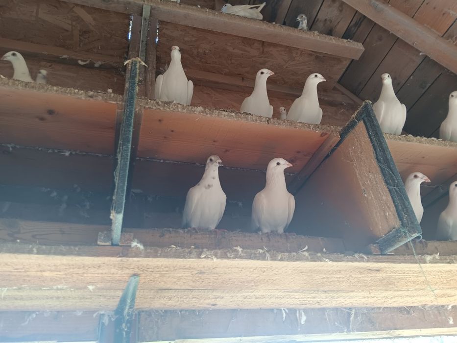 Vand porumbei voiajori