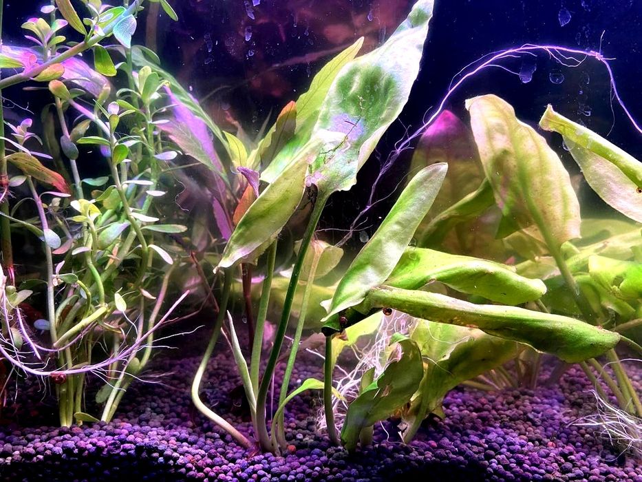 Rasteniyalar sotiladi