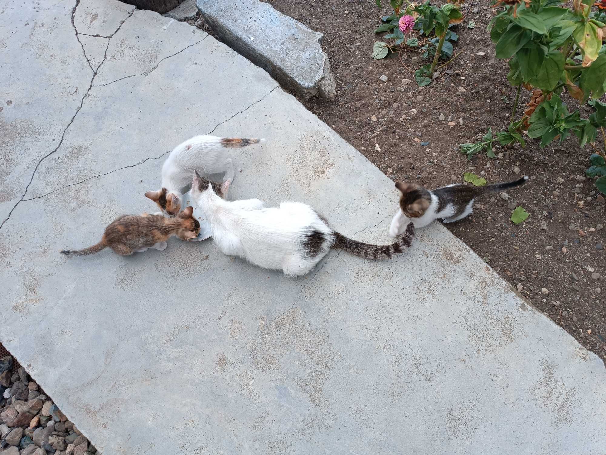 Подарявам котенца