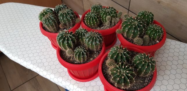 Ghiveci cactus / Înfloresc