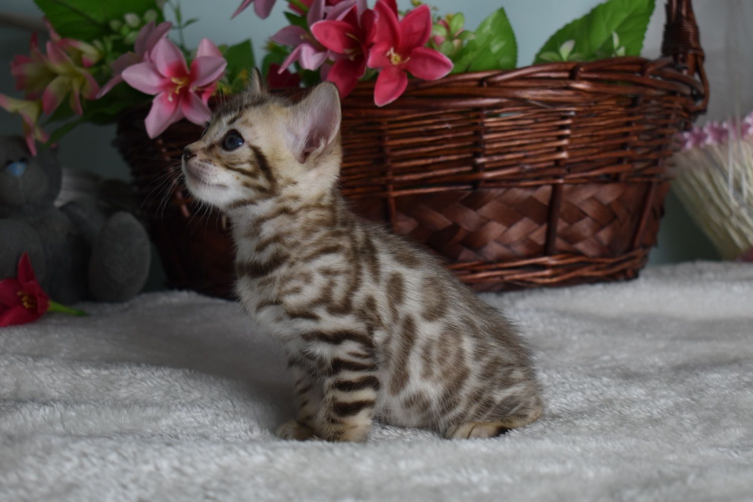 Bengal snow mink color