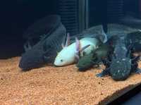 Axolotl negru si albi