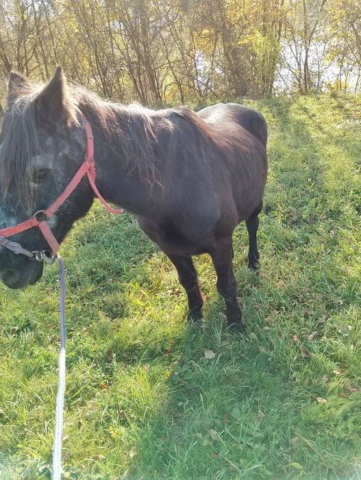 Vând cal sau schimb cu viței înțărcațidetalii la telefon