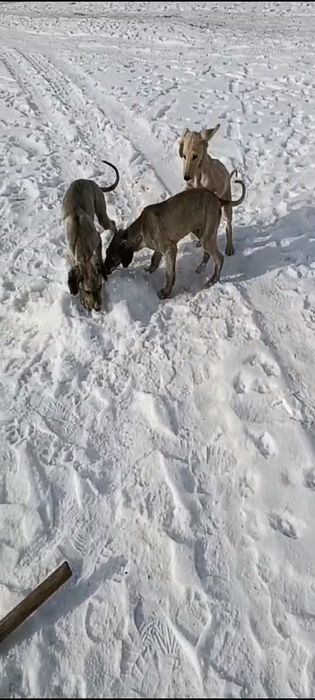 Казакы тазы  сатылады