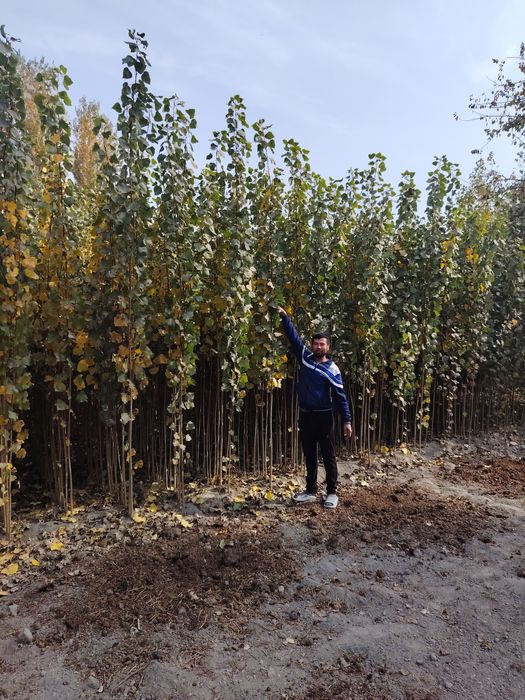 Terak kochatlari Терак кочатлар (кучат koʻchat)