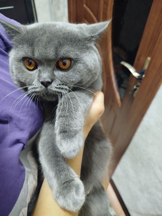 Вязка британский шиншилла и шотландский страйт