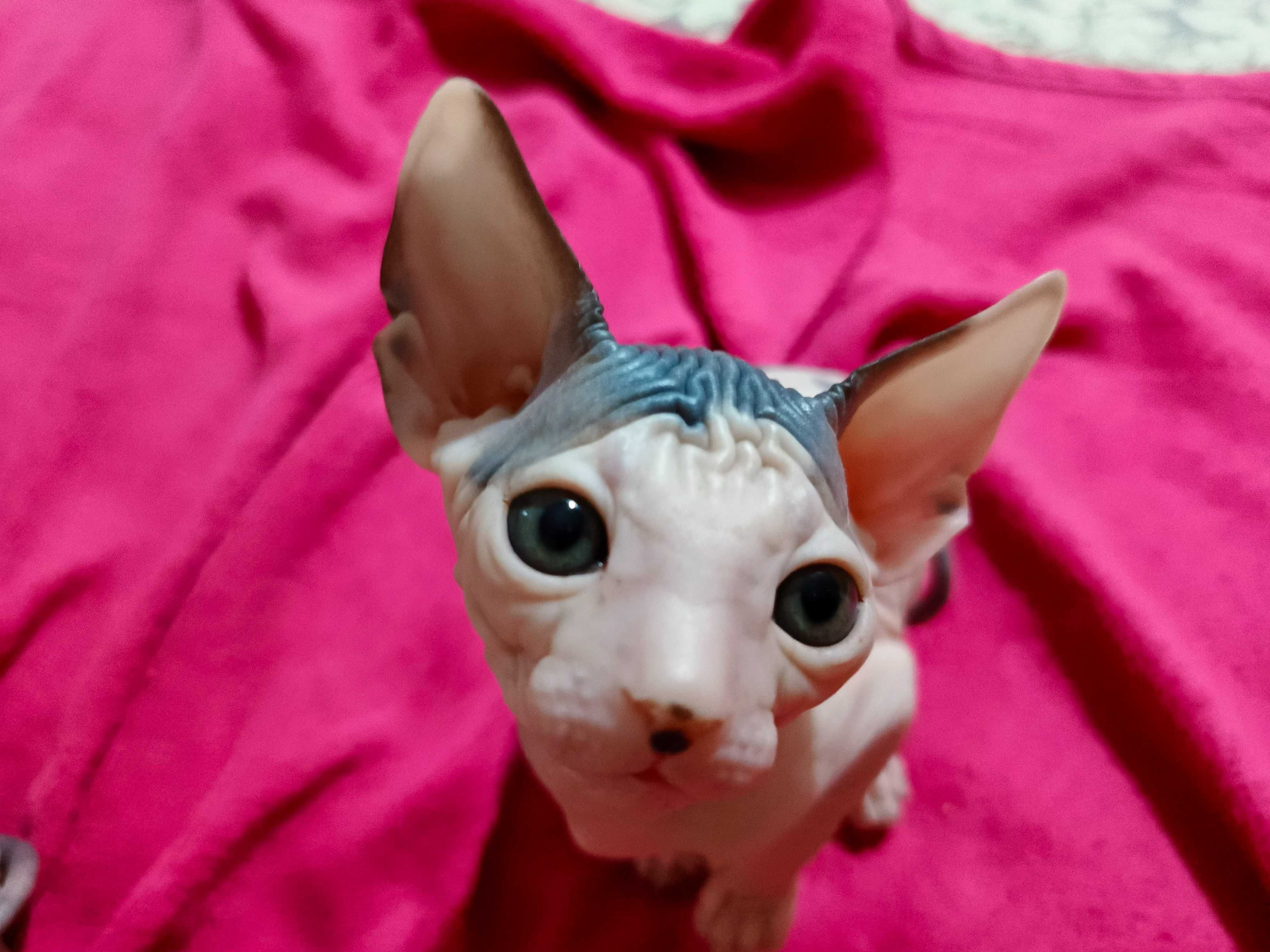Продаются котята сфинкска