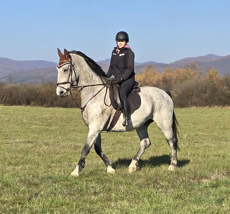 Cai de Sport Lipițan, KWPN